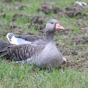 Greylag Goose