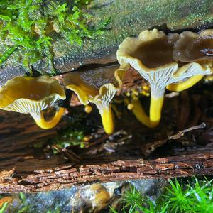 Trumpet Chanterelle