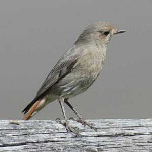 Black Redstart