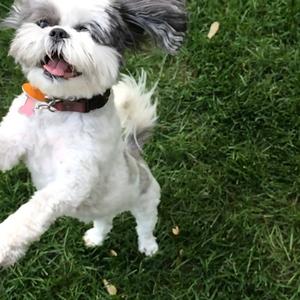 Shih Tzu