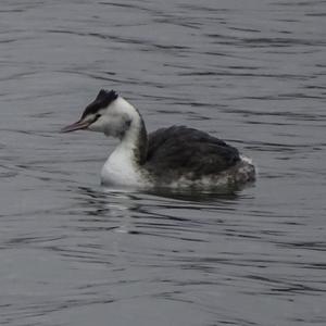 Great Crested Grebe