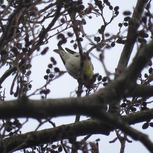 Eurasian Siskin