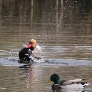 Red-crested Pochard