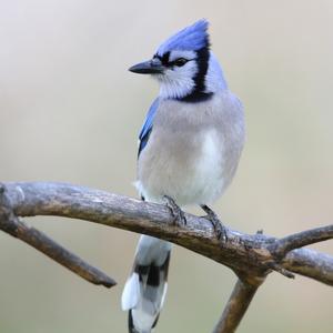 Blue Jay