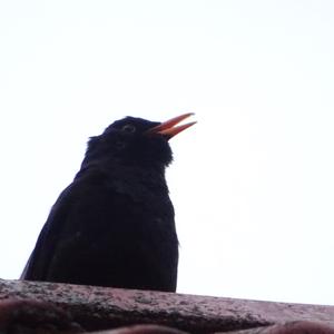 Eurasian Blackbird