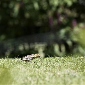 Eurasian Siskin