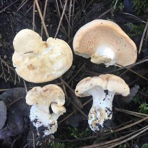 Hedgehog Fungus, Common