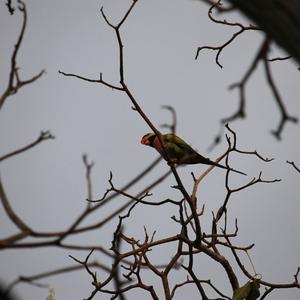 Red-breasted Parakeet