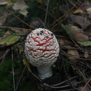 Fly Agaric