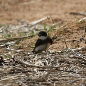 Sand Martin