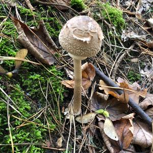 Parasol Mushroom