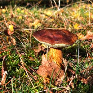 Bay Bolete