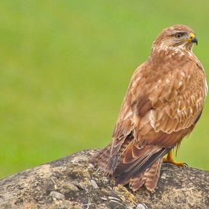 Common Buzzard