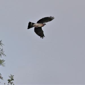 Common Wood-pigeon