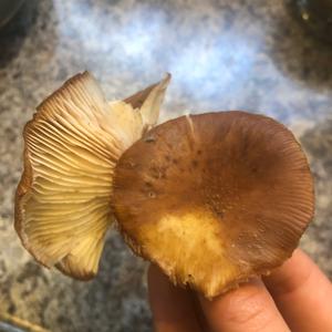 Honey Mushroom