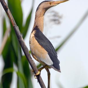 Little Bittern