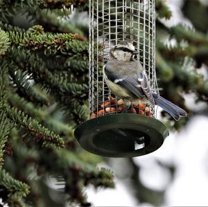 Blue Tit