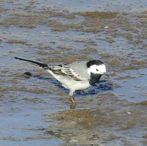 White Wagtail