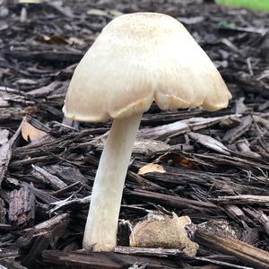 Unknown Species