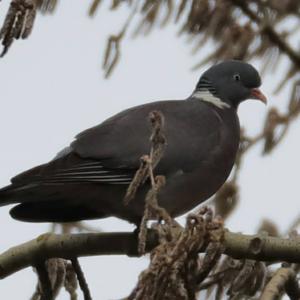 Common Wood-pigeon