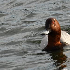 Common Pochard