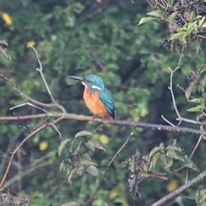 Common Kingfisher