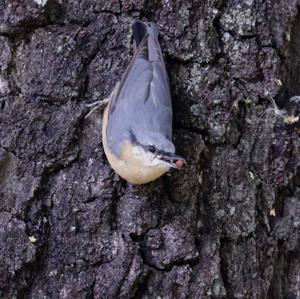 Wood Nuthatch