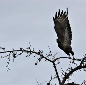 Mäusebussard