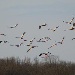 Common Crane