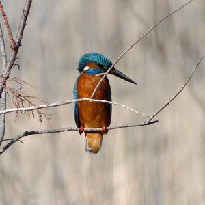 Common Kingfisher