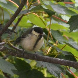 Great Tit