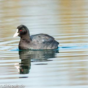 Common Coot