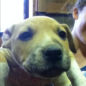 Unknown Breed