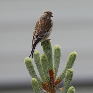 Eurasian Linnet