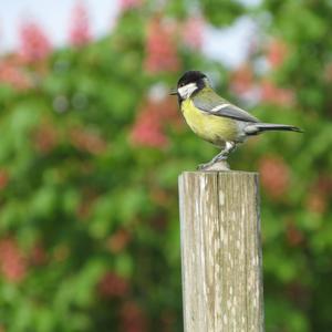 Great Tit