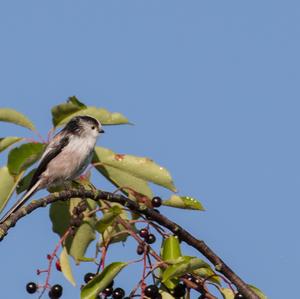 Long-tailed Tit