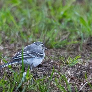 White Wagtail