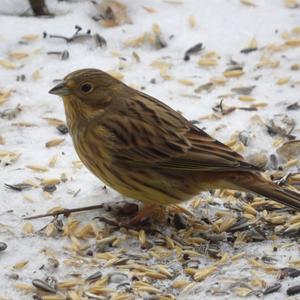 Yellowhammer