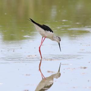 Black-winged Stilt