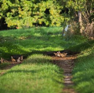 Red-legged Partridge