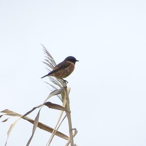 European stonechat