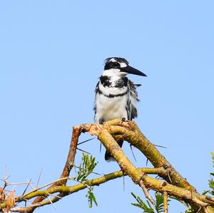 Pied Kingfisher