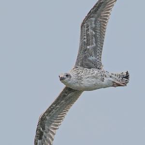 Herring Gull