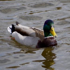 Mallard