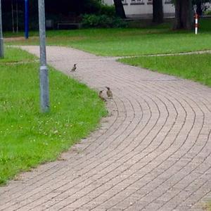 Eurasian Green Woodpecker