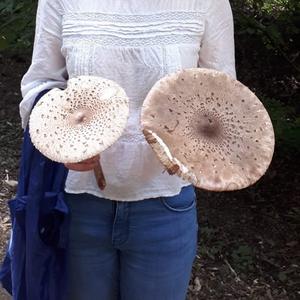 Parasol Mushroom