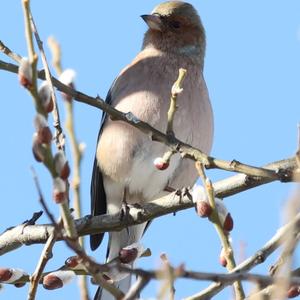 Eurasian Chaffinch