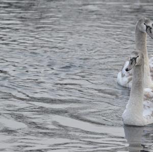 Mute Swan