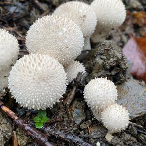 Gem-studded Puffball