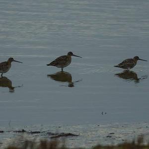 Black-tailed Godwit